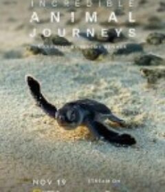 生灵奇旅 Incredible Animal Journeys            (2023)