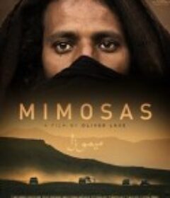 含羞草 Mimosas            (2016)