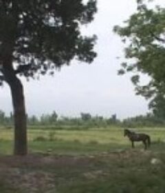 我们如何欢庆自由 Jashn-e-azadi – How We Celebrate Freedom            (2007)