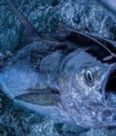 第一鲔            (2019)