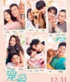 宠爱            (2019)