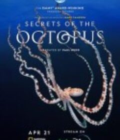 章鱼的秘密 Secrets of the Octopus            (2024)