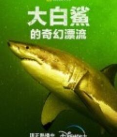 大白鲨的奇幻漂流 Return of the White Shark            (2023)