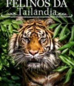 泰国野生猫科 Thailand's Wild Cats            (2021)