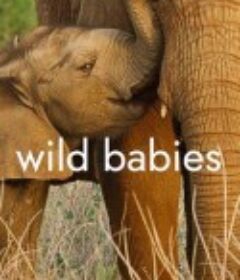 野生动物宝宝 第一季 Wild Babies Season 1            (2022)