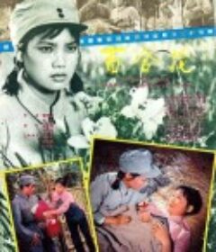 百合花            (1981)