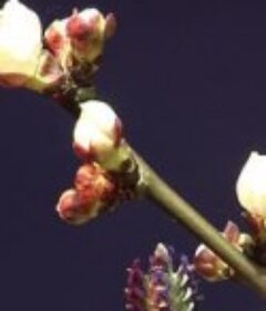 地球的角落 World's Most Beautiful Mountains            (2009)