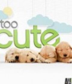 萌宠成长记 3-6季 Too Cute! Season 3            (2012)