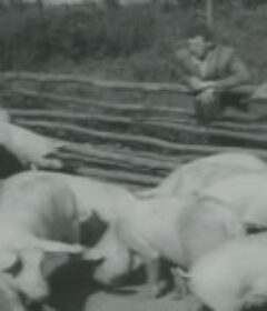 农人日记 Pamietniki chłopow            (1952)