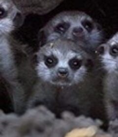 野生动物肖像 Wildlife Icons （2015/2021）