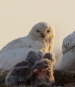 冬日传说：雪鸮的旅程 A Winter's Tale: The Journey Of The Snowy Owls            (2015)