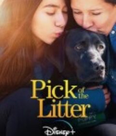 崽之抉择 第一季 Pick of the Litter Season 1            (2019)