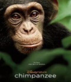 黑猩猩 Chimpanzee            (2012)