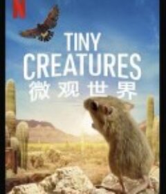 微观世界 Tiny Creatures            (2020)