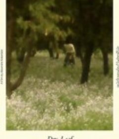 落叶球 Dry Leaf            (2025)